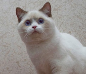 Циннамон-пойнт биколор - cinnamon-point bicolor  
